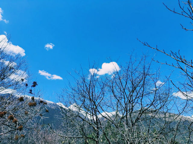 春天玩點花的去林芝的路閱花苞，雲