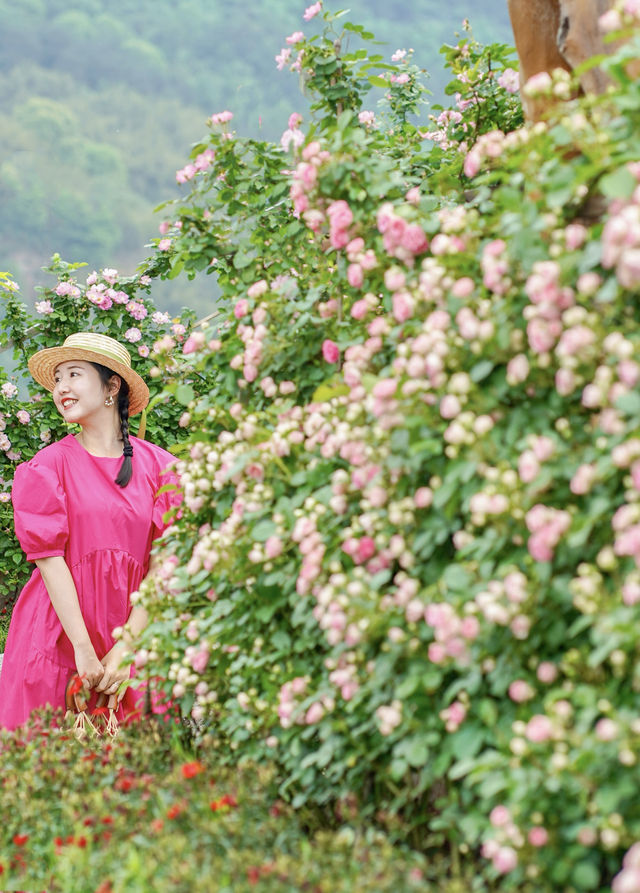 重慶江邊懸崖上的蔷薇，玫瑰已到盛花期