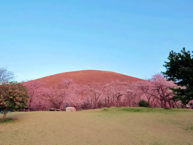 Omuro Vulcano Sakura