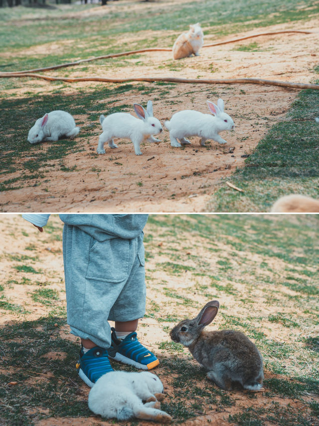 雲上牧場｜鄭州版奈良公園，小鹿小兔真的治癒