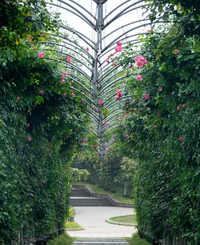 長沙·省植物園|共赴一場關於春天的浪漫花事春天有約 鮮花不誤