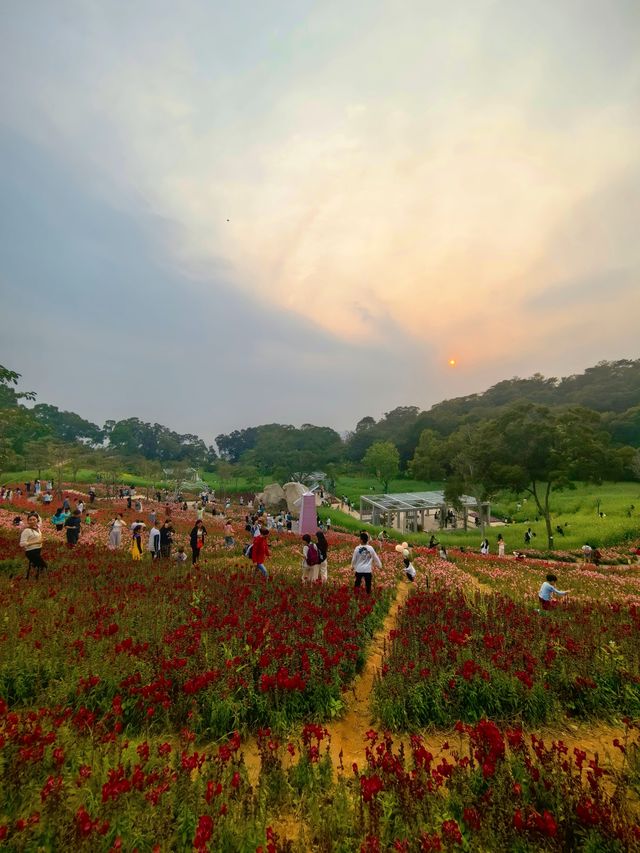 廈門旅遊｜這個小眾花海如今也不小眾了