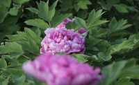花開時節動塞外：國色天香了300多年的陪嫁牡丹