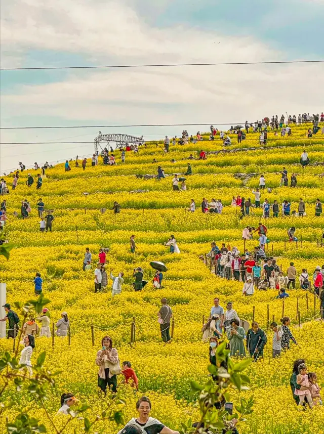 Indeed, it's the most beautiful canola flower terraces in Beijing that are blooming