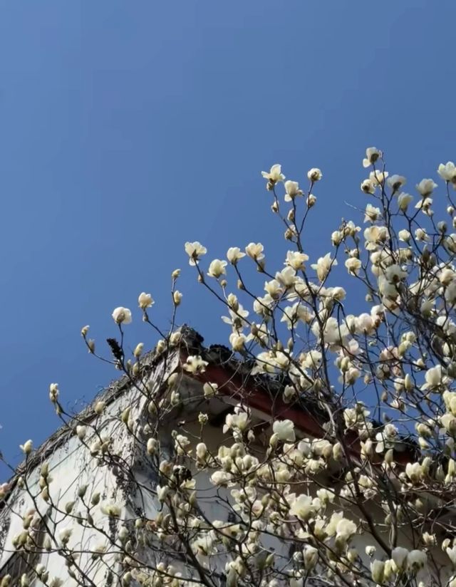 這是一座很治癒的城市，它像隱匿城市中的一座山林，節奏很慢很慢