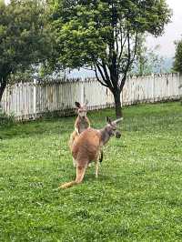 野生動物園裡有什麼