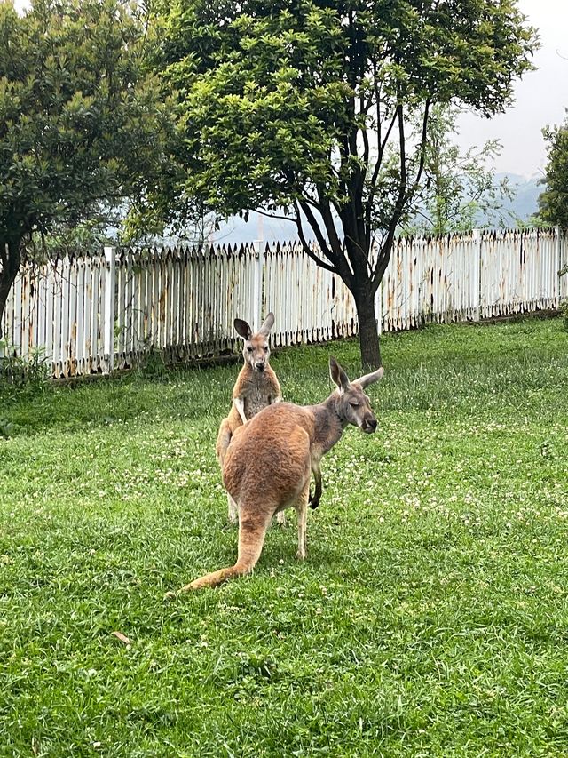 野生動物園裡有什麼