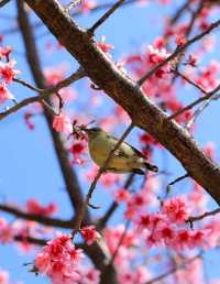 春日來信-翔安妙高山櫻花開了。