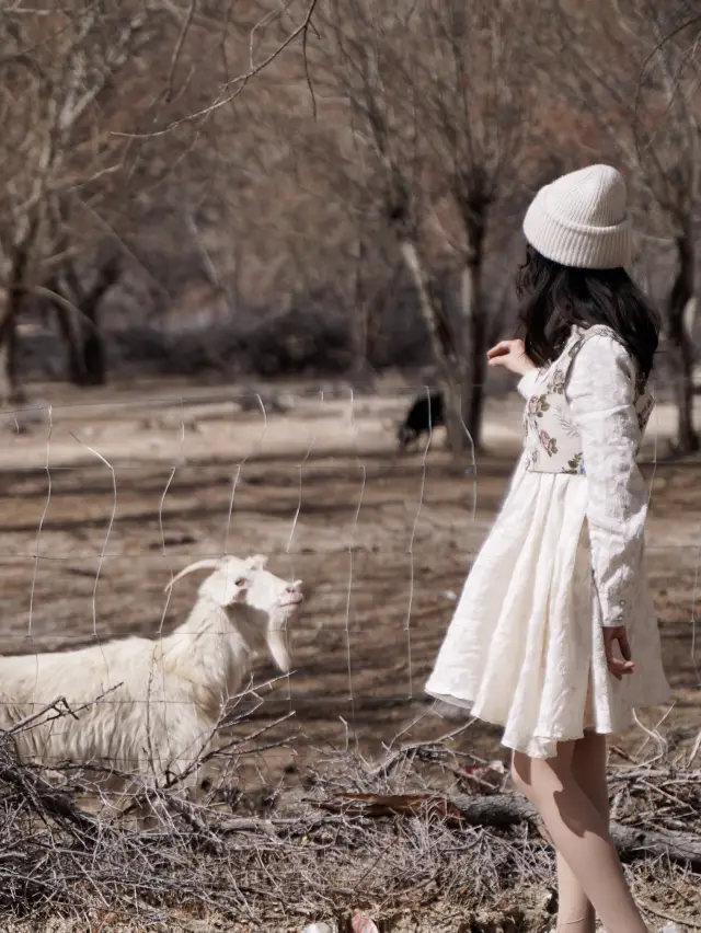 在喀什，這個村不僅能看到杏花還能遇見原住民