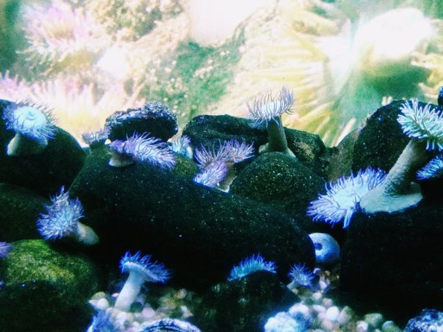 NY Aquarium Wild Life Cincervation Area: Cute and Fashion