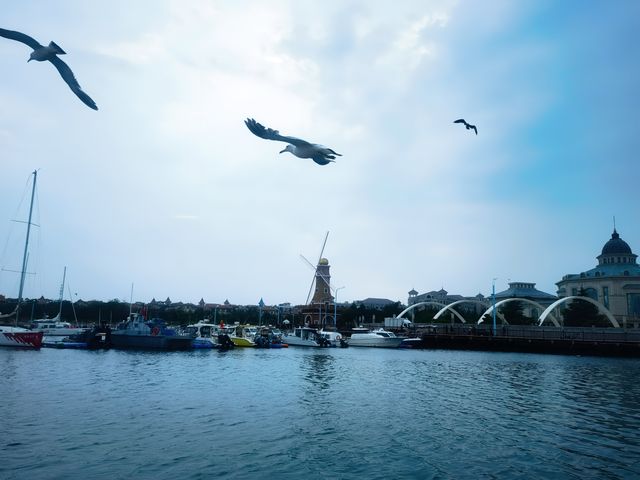 【際遇海鷗】大連海鷗觀賞體驗