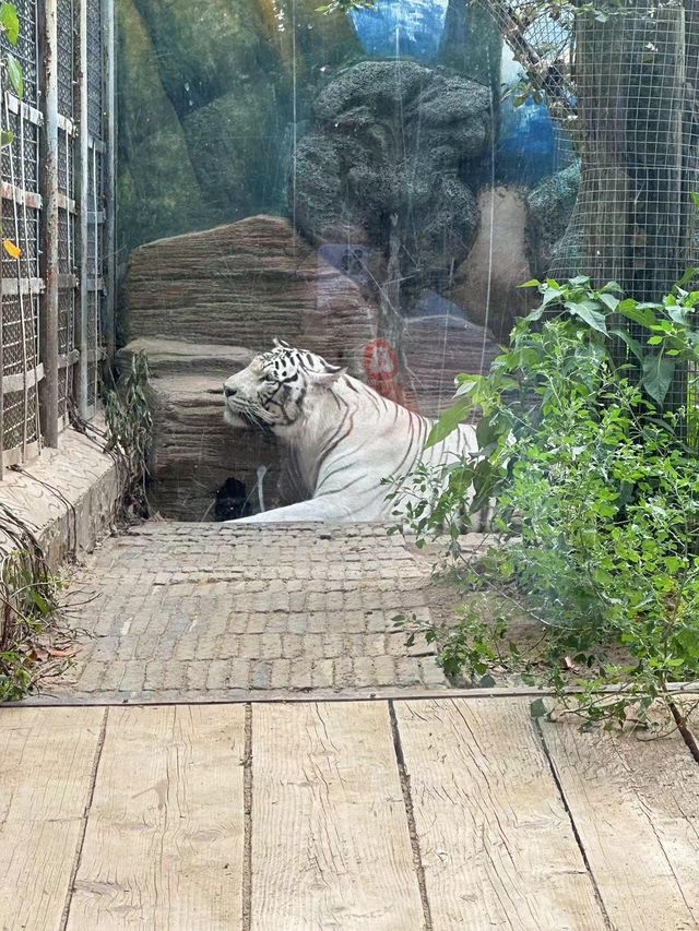 濟南動物園攻略