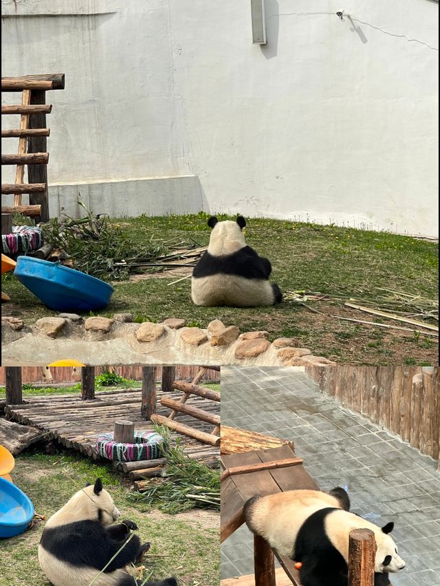 長春東北虎園-假期親子遊必去。