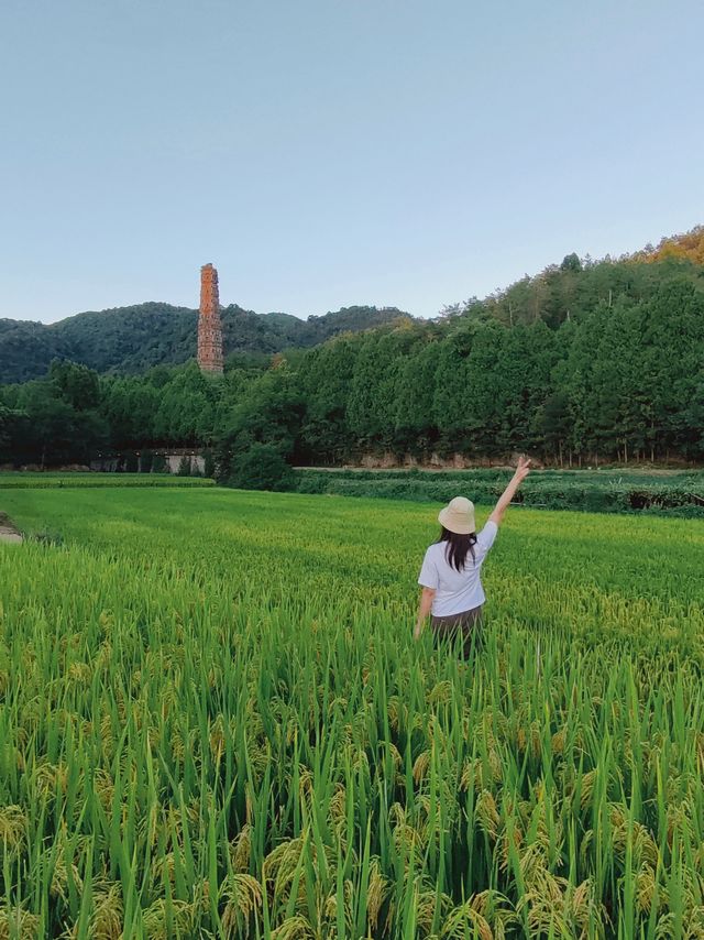 稻田實況！國清寺的稻田快成熟了。