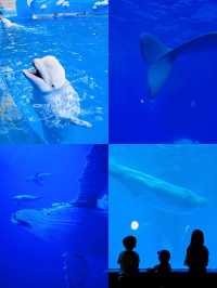 成都 極地海洋公園。