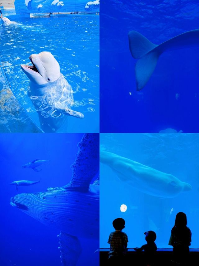 成都 極地海洋公園。