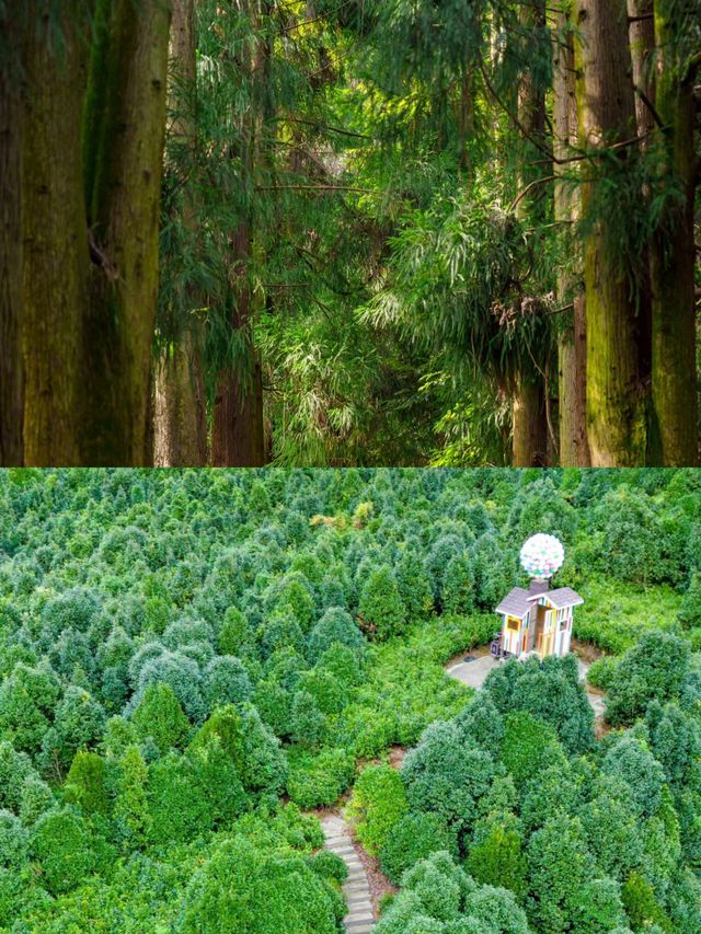 以為青城山很美了，直到去了這個天梯古道！