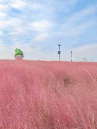 上海秋日限定濱江公園粉黛子草海賞花攻略。
