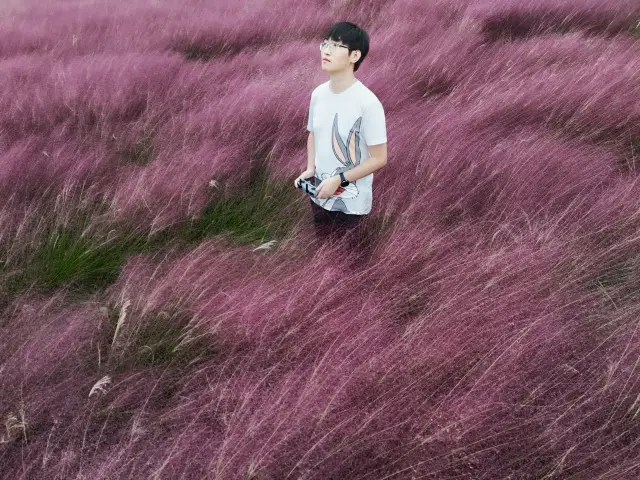 Autumn Fairy Tale: Binjiang Forest Park's Pink Muhly Grass Sea is waiting for you.