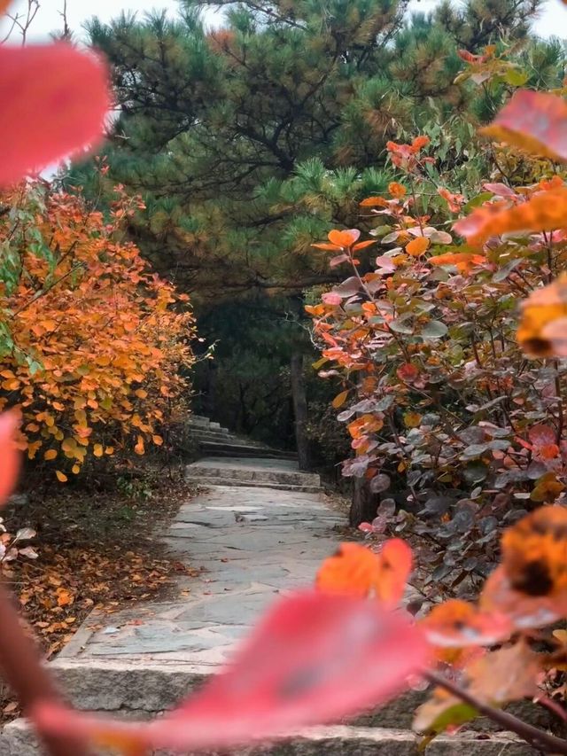 賞紅葉10月26日實況｜西山森林公園｜人少適合幼童。