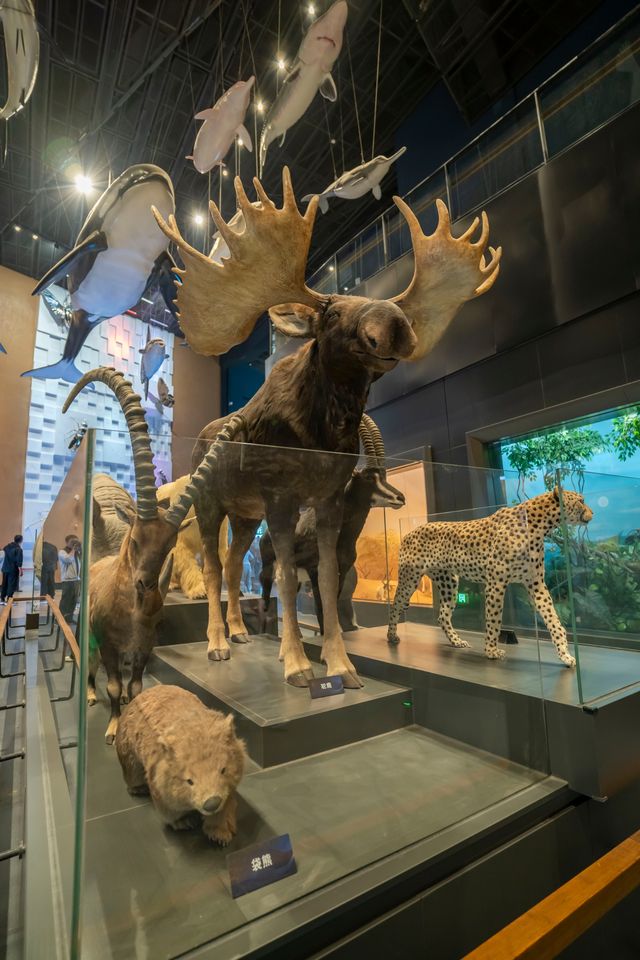 【走進保定中國古動物博物館，探尋家鄉的自然奧秘】。
