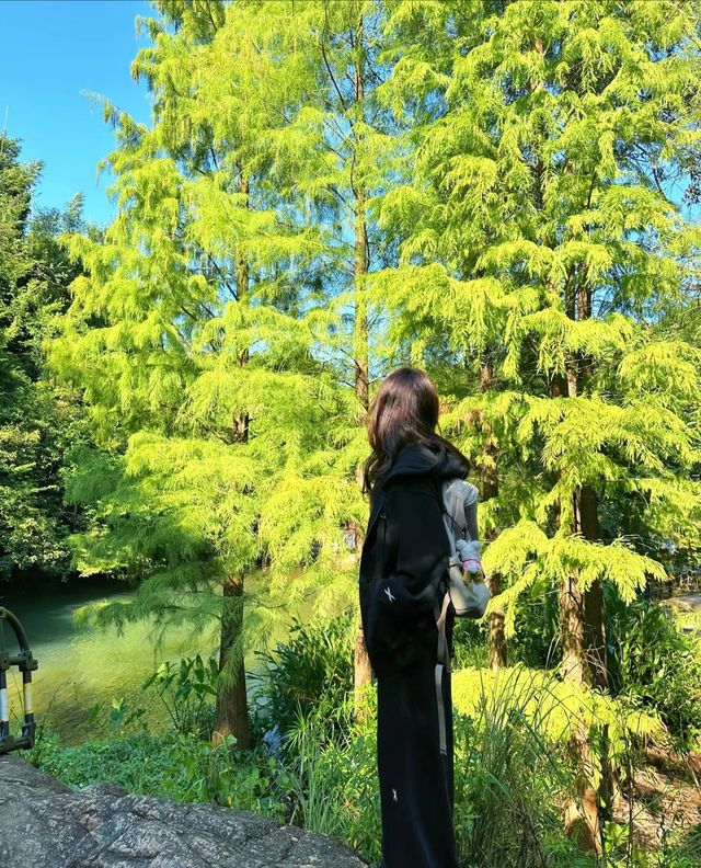 深圳超適合 i 人的吸氧徒步綠蔭棧道。
