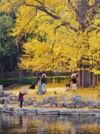 別擠廣化寺！香山公園這個機位也超美的！。
