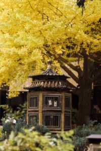 北京銀杏 | 首都賓館已經美成這樣了！。