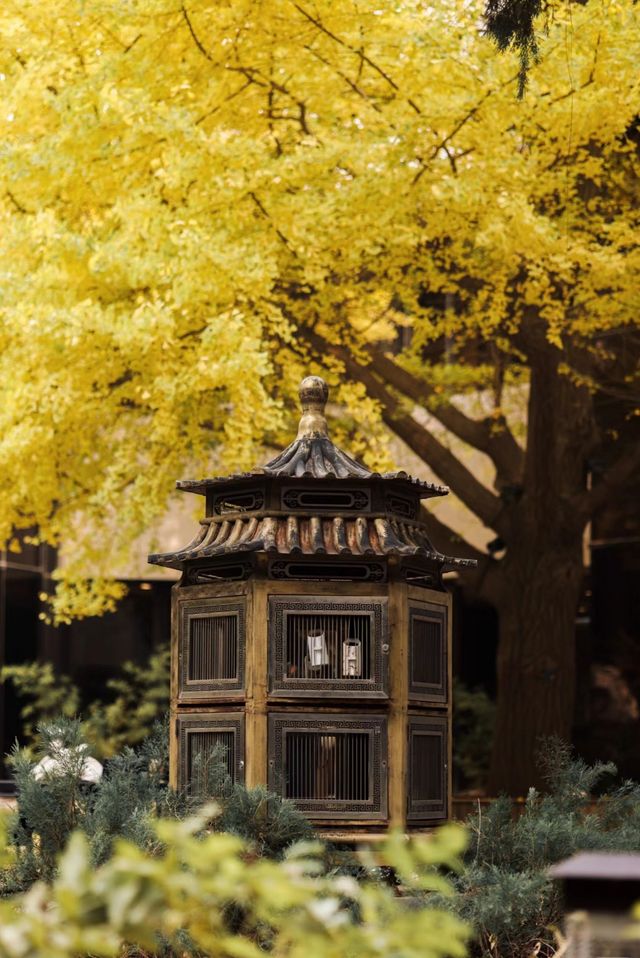 北京銀杏 | 首都賓館已經美成這樣了！。