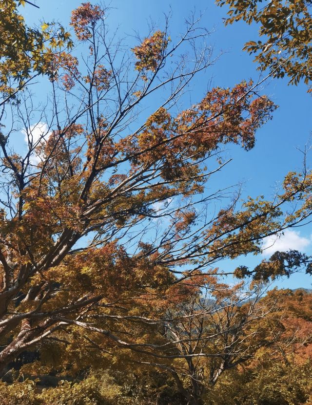 京都小眾郊區-美山町，你還不去嗎？