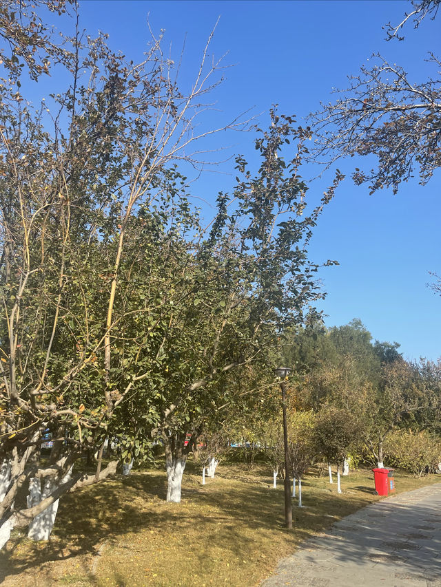 元大都遺址，三環邊秋色別錯過！。