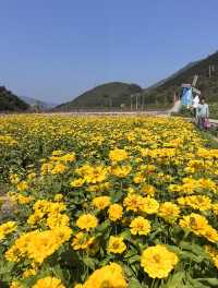 深秋走進桐子坳，滿山盡帶黃金甲。