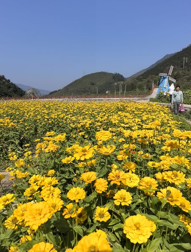 深秋走進桐子坳，滿山盡帶黃金甲。