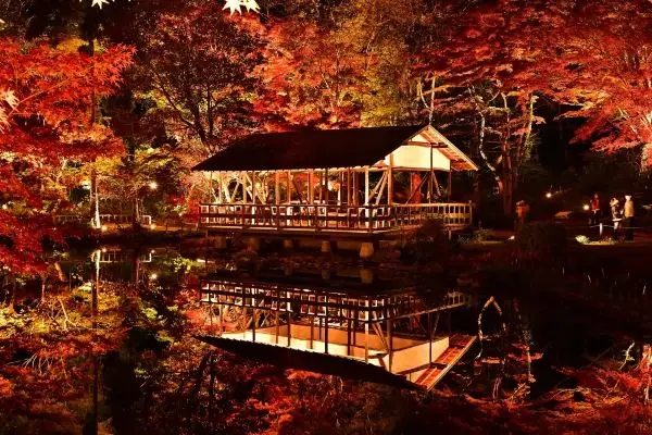 名古屋東山動植物園的夜間楓葉