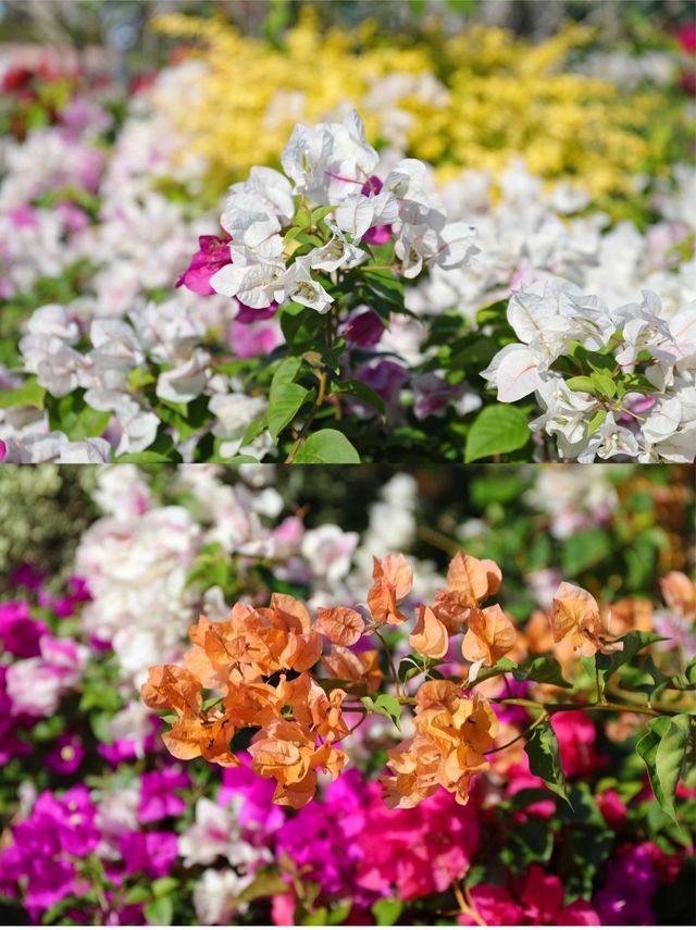 冬季限定衝呢片浪漫花海後悔先知。