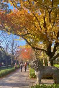 鐘山風景名勝區：燕雀湖，南京的秋日童話。