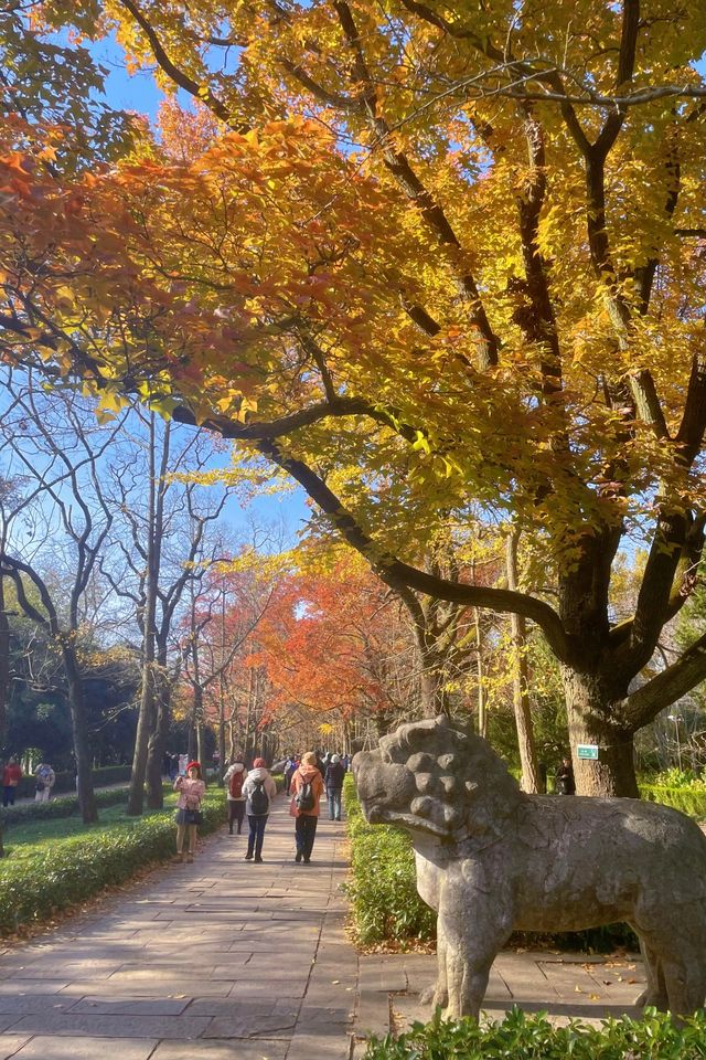 鐘山風景名勝區：燕雀湖，南京的秋日童話。