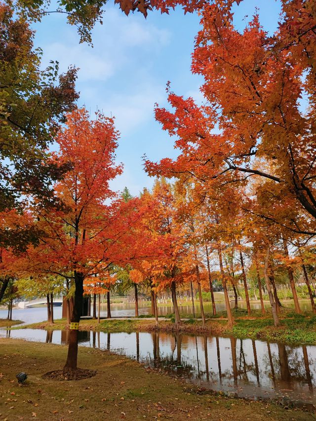 遠香湖公園此刻已是深秋！！！