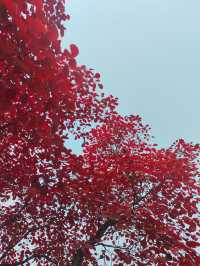 濟南紅葉谷：秋意盎然的視覺盛宴