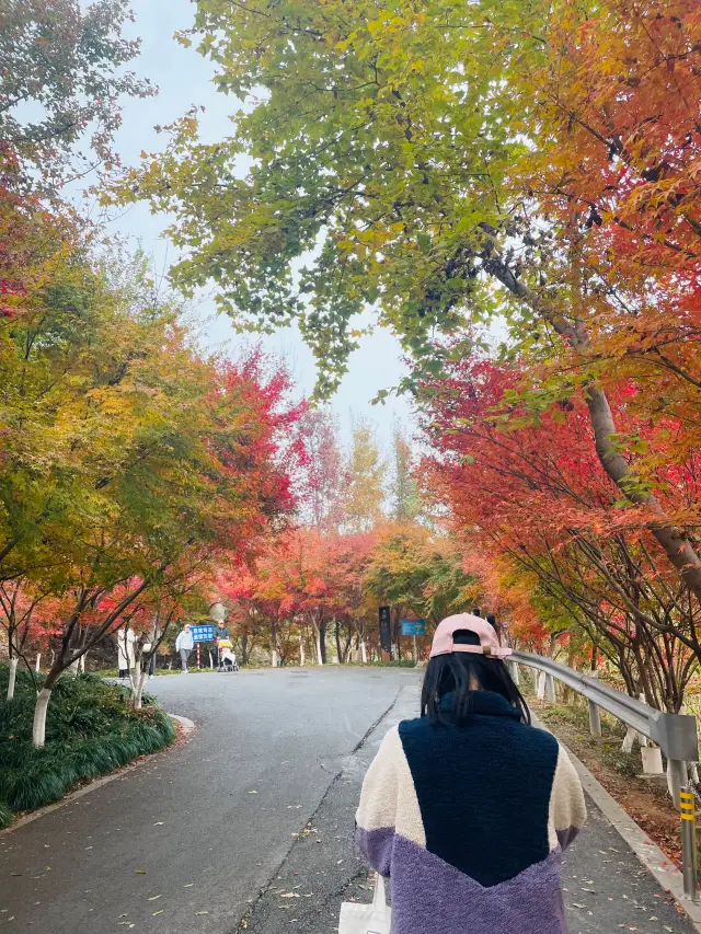 栖霞山賞楓之旅：紅葉漫山，詩意深秋