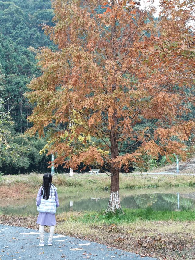 帽子峰原圖丨來對時候，銀杏、紅楓和落羽杉都看了