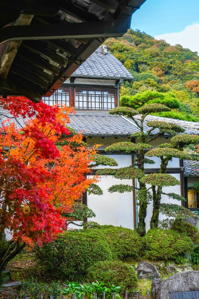 秋韻松風｜漫步栗林公園的紅葉下