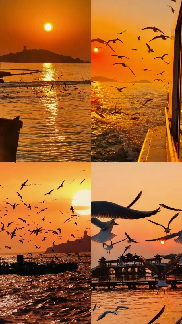 Mặt trời lặn và chú ngỗng trời đơn độc bay cùng nhau | Chim mòng biển mỏ đỏ Siberia luôn đến đúng như dự kiến!