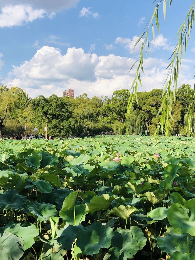 6天暢遊昆明-大理市-麗江 超詳細攻略來襲