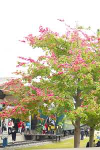 廣州鐵路博物館日系小清新的專屬背景板
