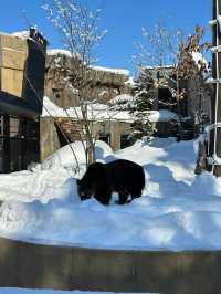 日本滑雪秘笈不看後悔一整個雪季