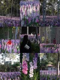 記憶中的忠綸公園花海，真的從來就沒輸過！