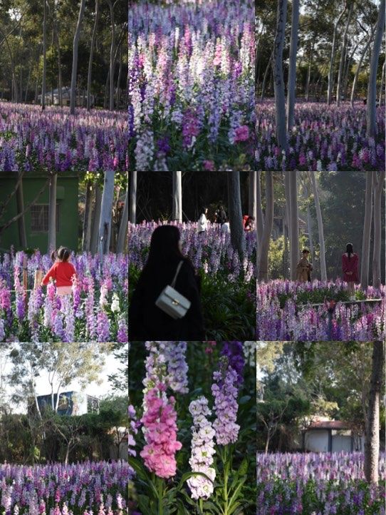 記憶中的忠綸公園花海，真的從來就沒輸過！