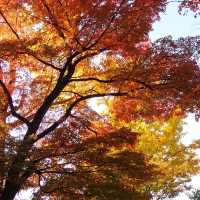 邂逅盛岡城跡公園，探尋歷史的雪影