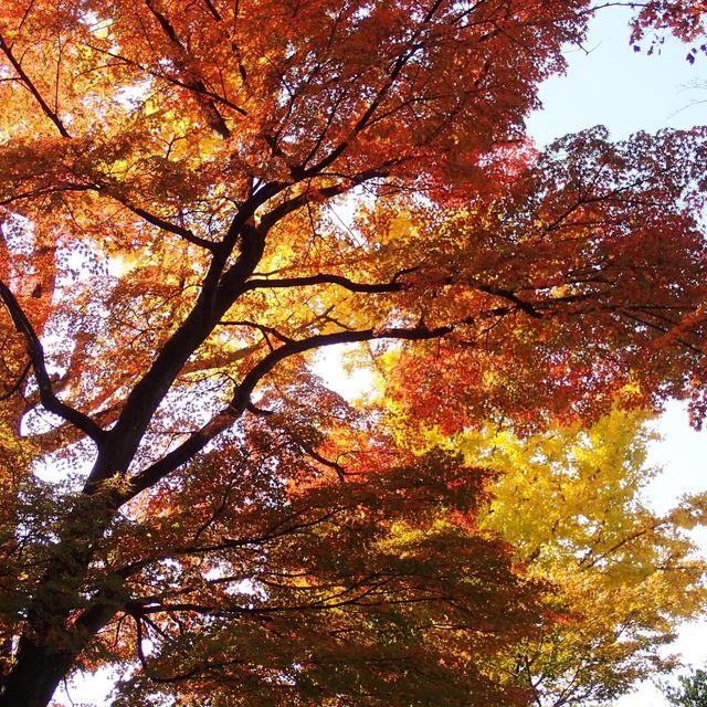 邂逅盛岡城跡公園，探尋歷史的雪影